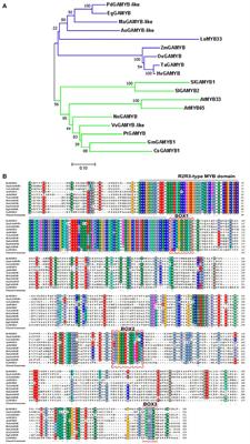A Novel R2R3-MYB Gene LoMYB33 From Lily Is Specifically Expressed in Anthers and Plays a Role in Pollen Development